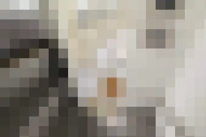 Iniastrjitte 34 Wierum thumbnail 31