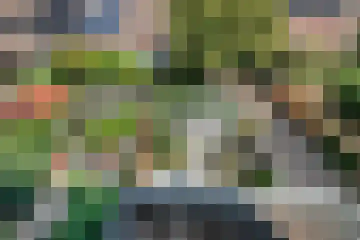 Inkarnaatklaver 21 Rotterdam thumbnail 32