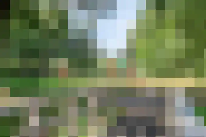 Inkarnaatklaver 21 Rotterdam thumbnail 40