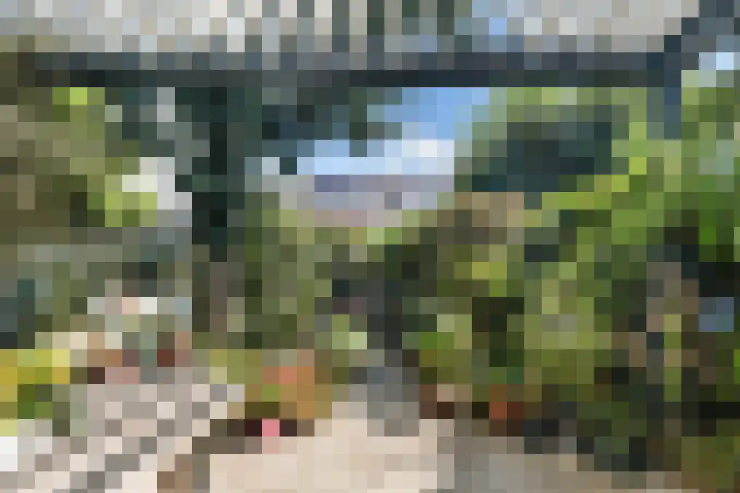 Inkarnaatklaver 45 Rotterdam thumbnail 12