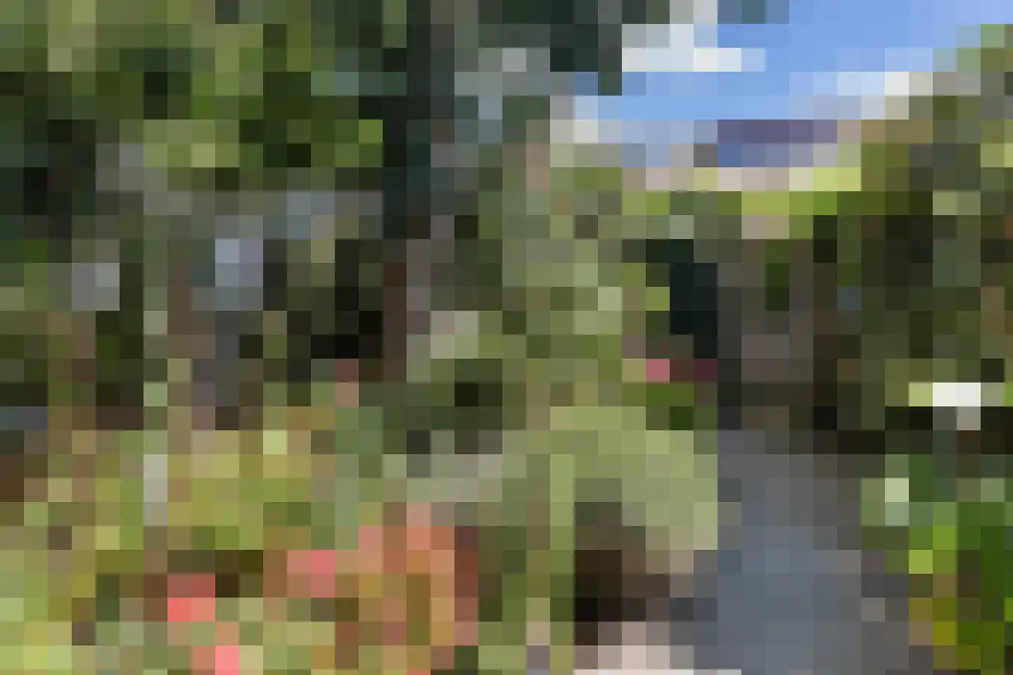 Inkarnaatklaver 45 Rotterdam thumbnail 13