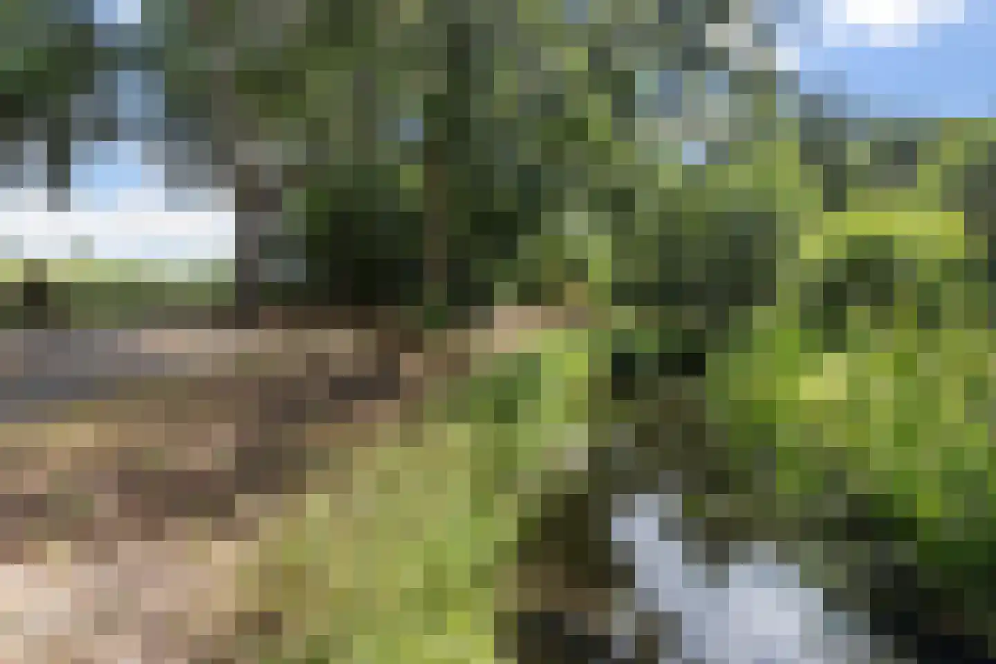 Inkarnaatklaver 45 Rotterdam thumbnail 30