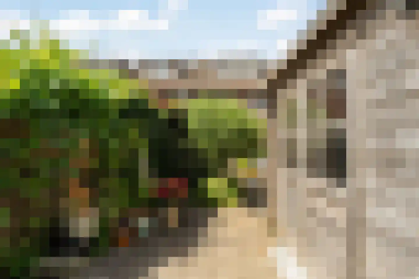 Inkarnaatklaver 5 Rotterdam thumbnail 37
