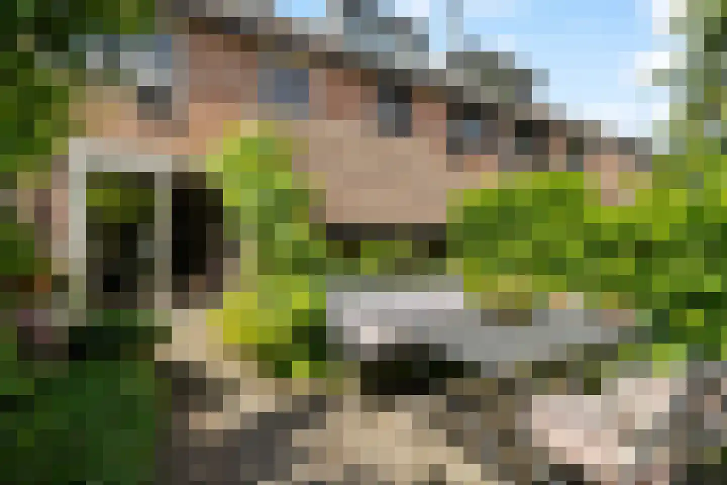 Inkarnaatklaver 5 Rotterdam thumbnail 38