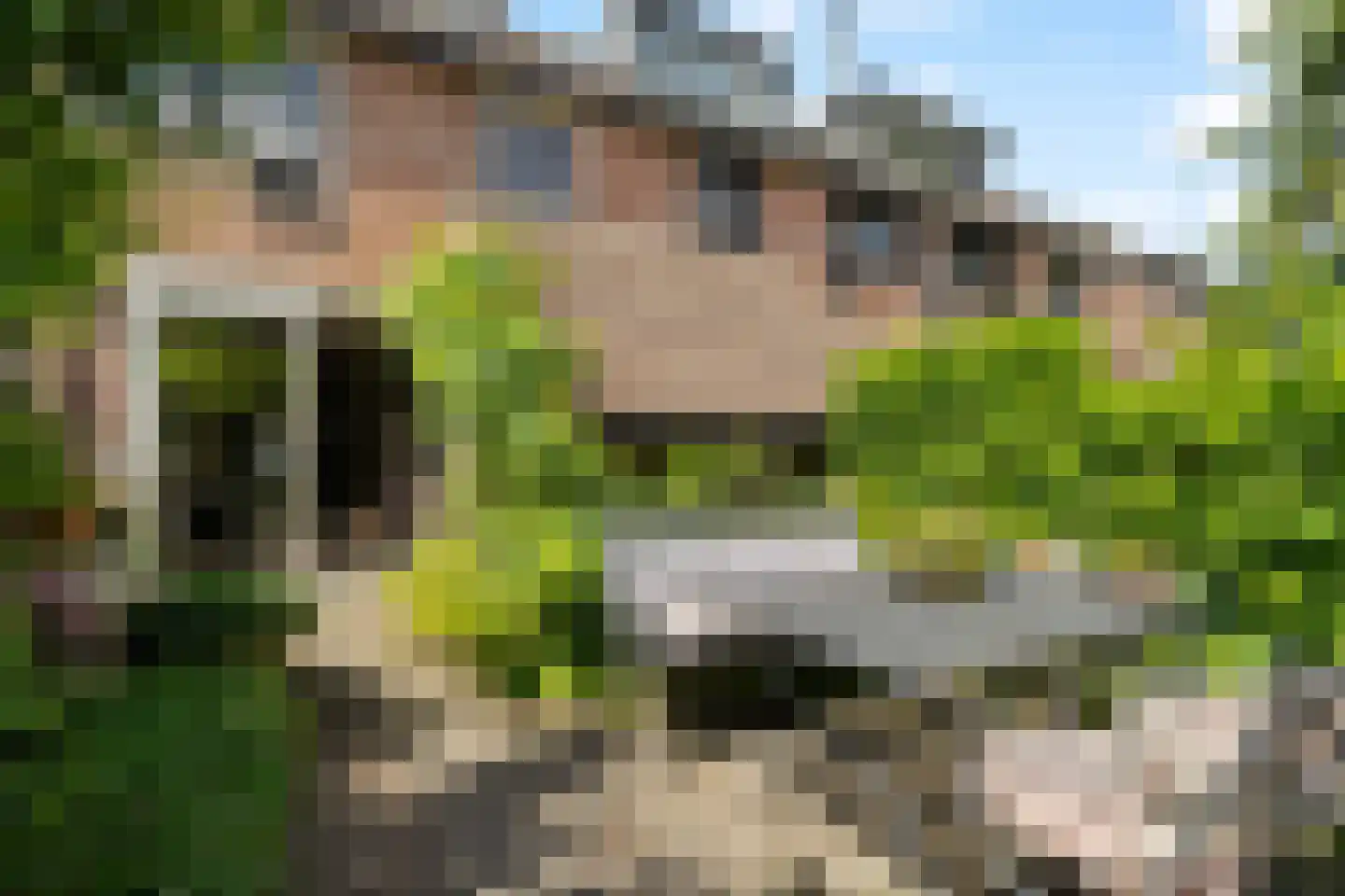 Inkarnaatklaver 5 Rotterdam thumbnail 38