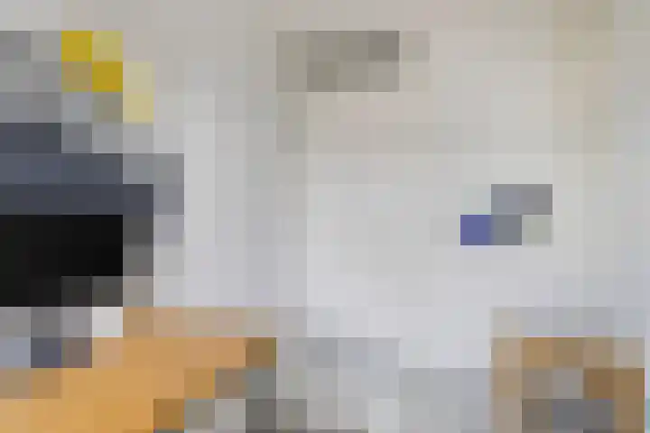 Inktzwam 7 Apeldoorn thumbnail 20