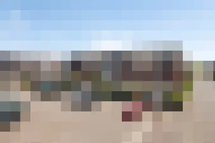 Inktzwam 7 Apeldoorn thumbnail 41