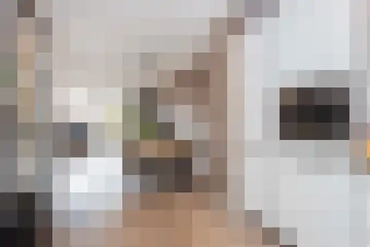 Inktzwamsingel 26 Vleuten thumbnail 4