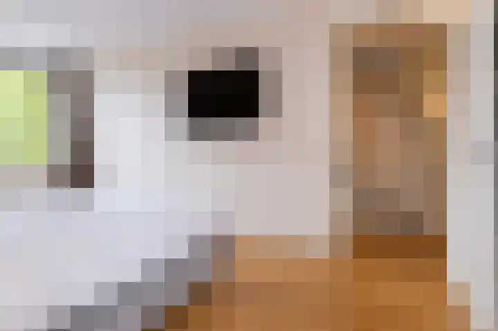 Inlaagdijk 14 Zwaag thumbnail 29