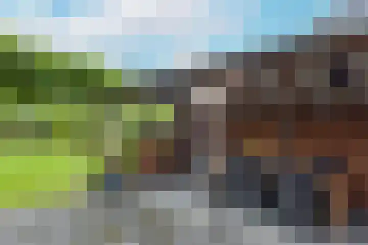 Inlaagdijk 3 Zwaag thumbnail 39