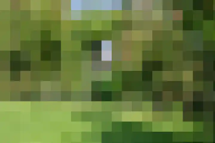 Inlaagdijk 57 Haarsteeg thumbnail 65