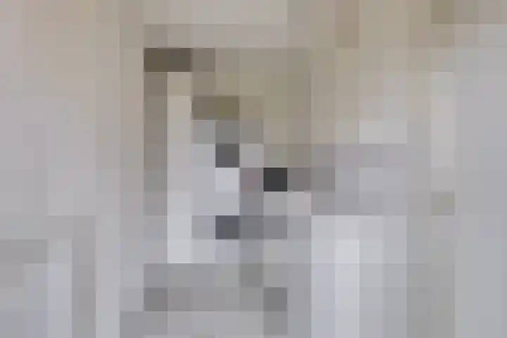 Insteek 24 Boskoop thumbnail 22