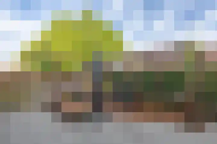 Ir.Lelylaan 2 Wolvega thumbnail 25