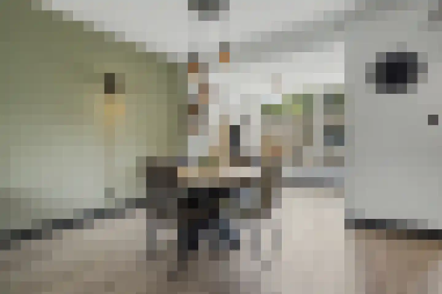 Irenelaan 3 Bladel thumbnail 12