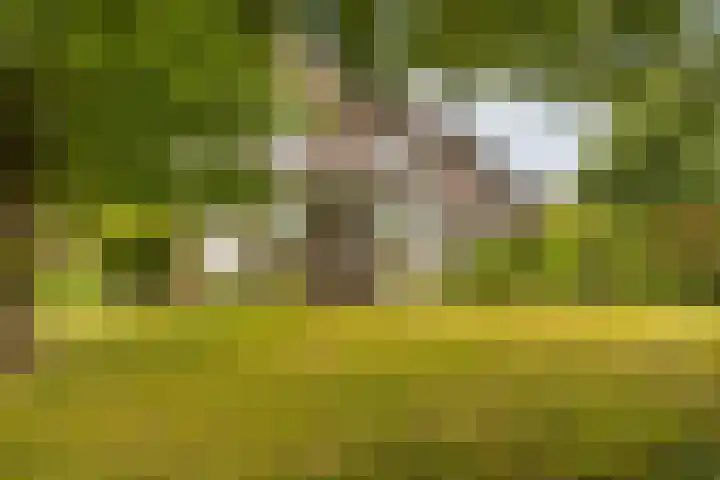 Irenelaan 31 Sittard thumbnail 27