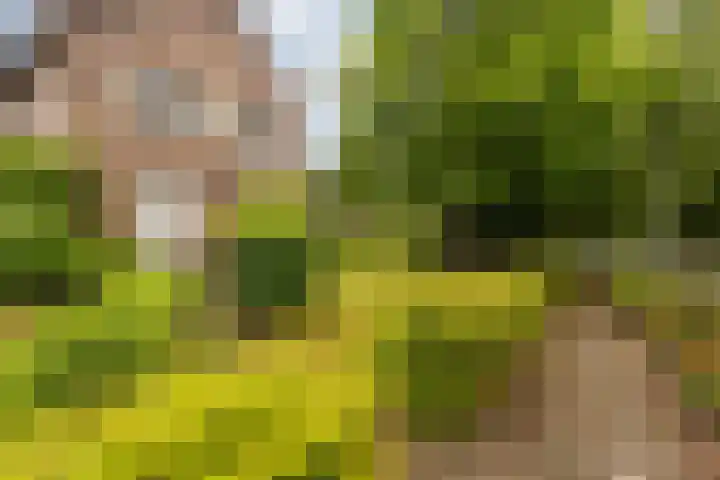 Irenelaan 31 Sittard thumbnail 8