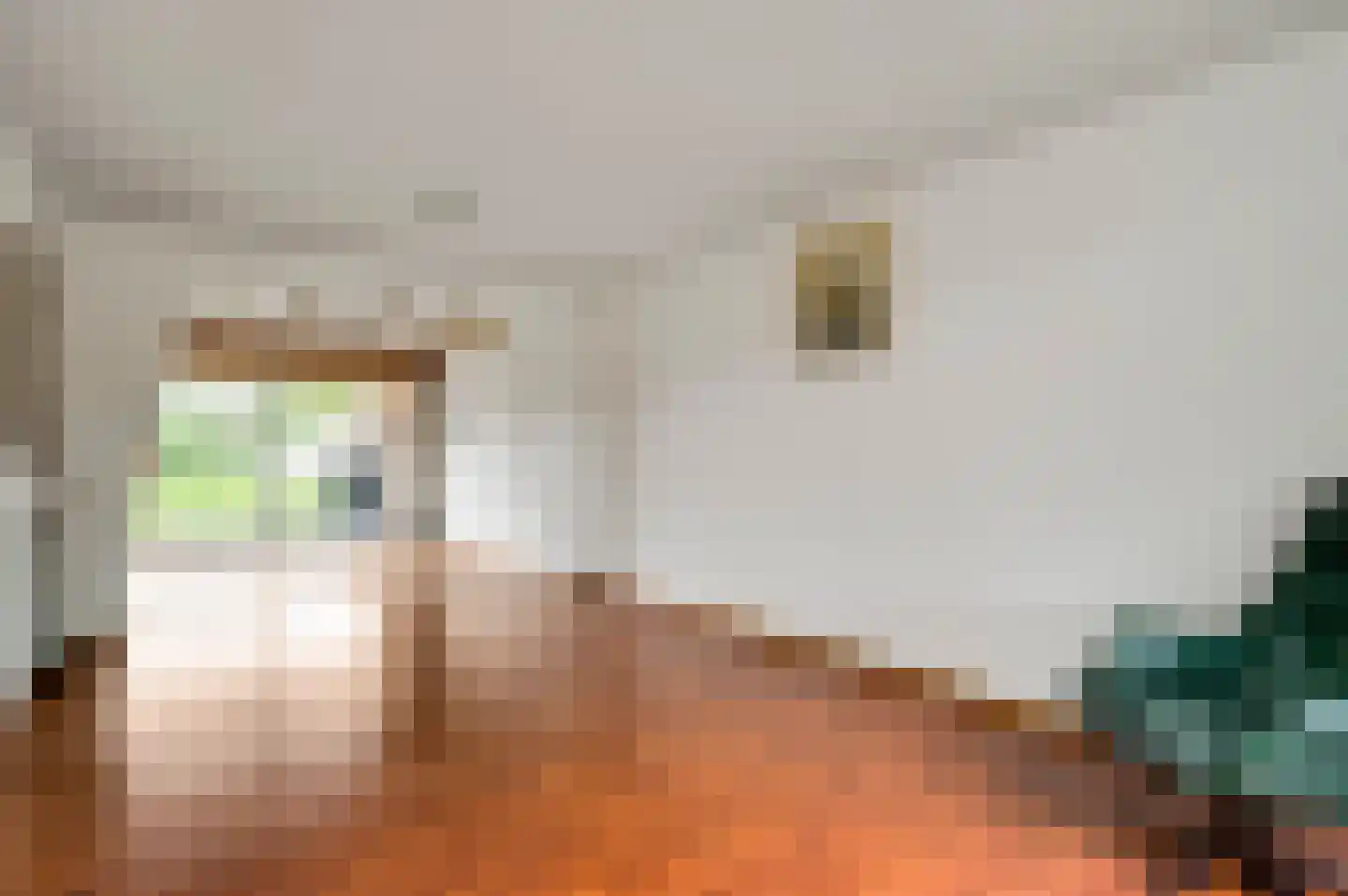 Irenestraat 23 Grubbenvorst thumbnail 11