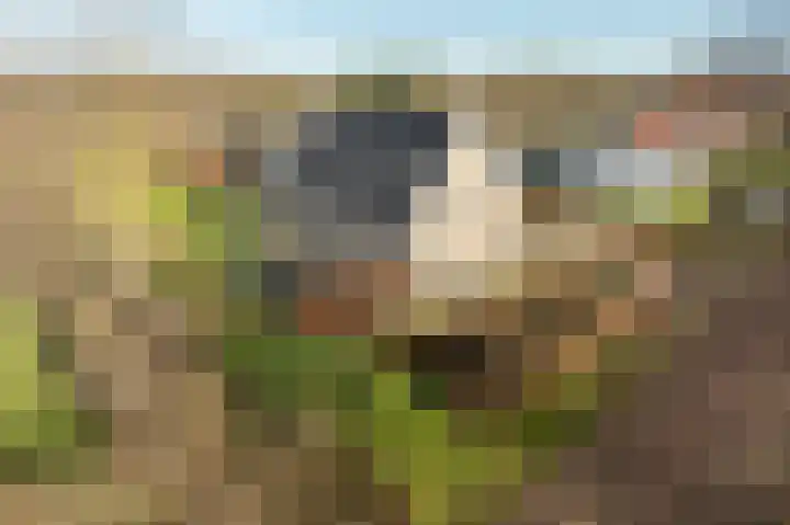 Ireneweg 18 Ouddorp thumbnail 66
