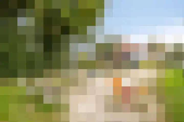 Irisstraat 109 Losser thumbnail 41