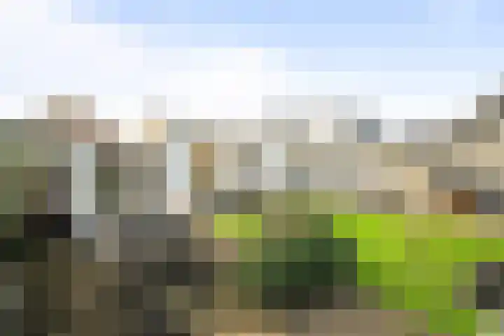 Irisstraat 9 Hippolytushoef thumbnail 4