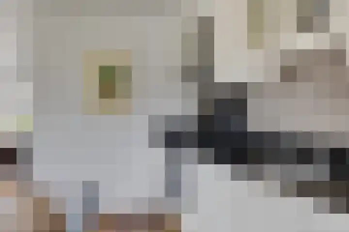 Isaac van Ostadestraat 8 Nietap thumbnail 22