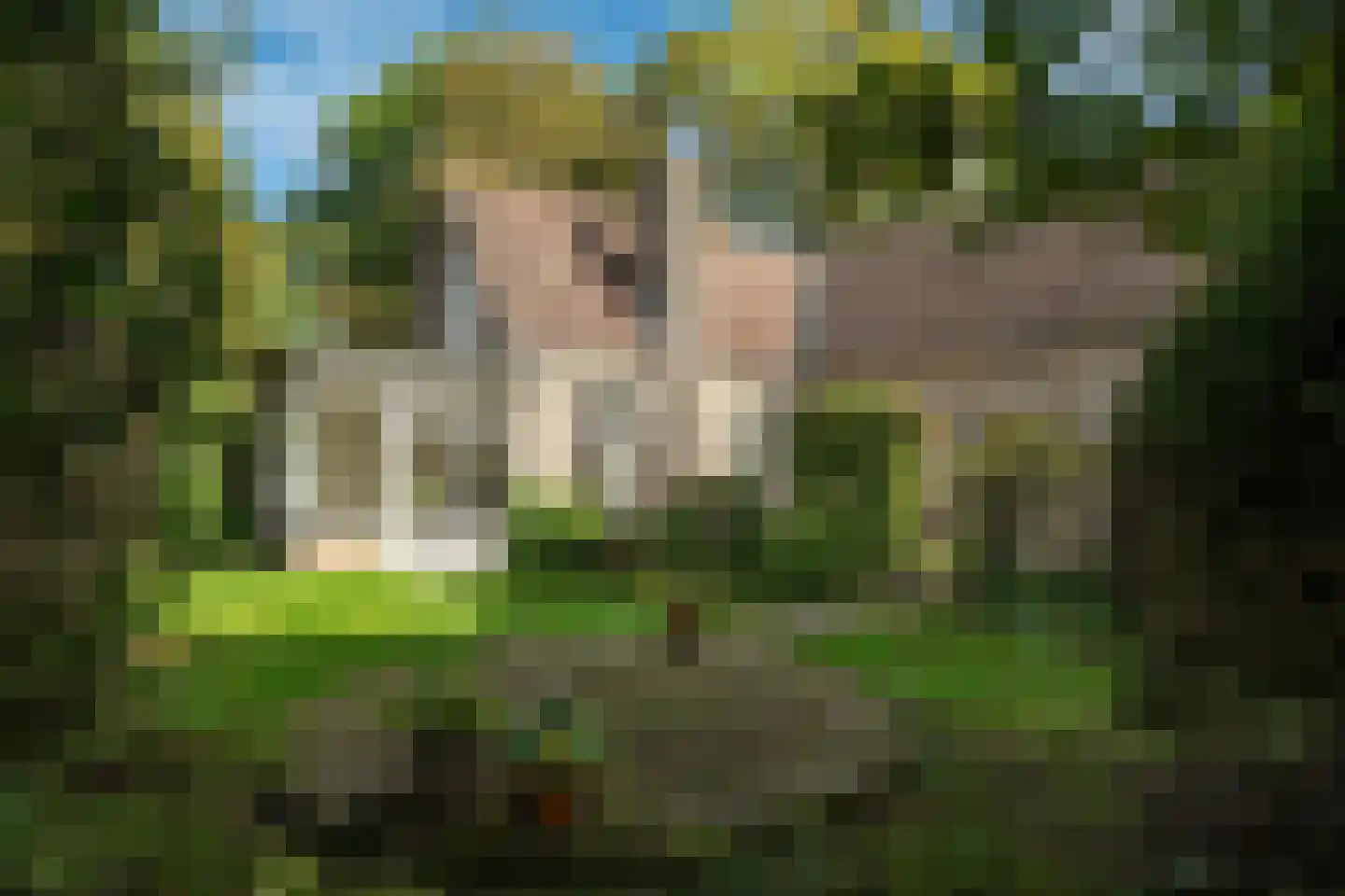 It Achterbosk 2 Stiens thumbnail 38