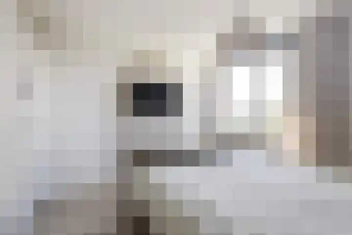 It Apelhôf 10 Hallum thumbnail 20