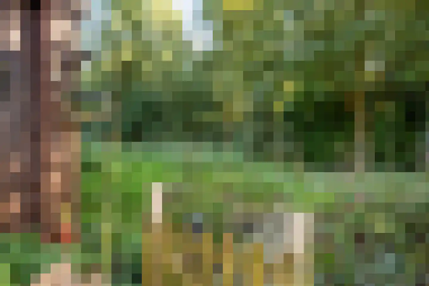 It Bjirkenbosk 5 Balk thumbnail 19