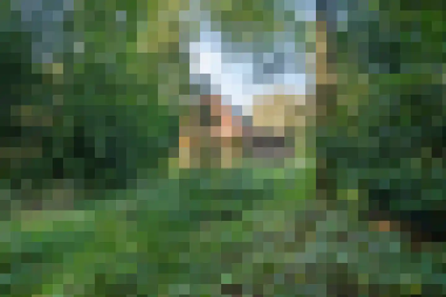 It Bjirkenbosk 5 Balk thumbnail 20