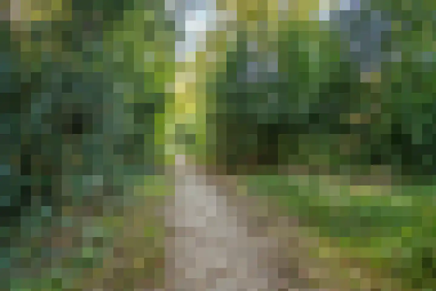 It Bjirkenbosk 5 Balk thumbnail 21