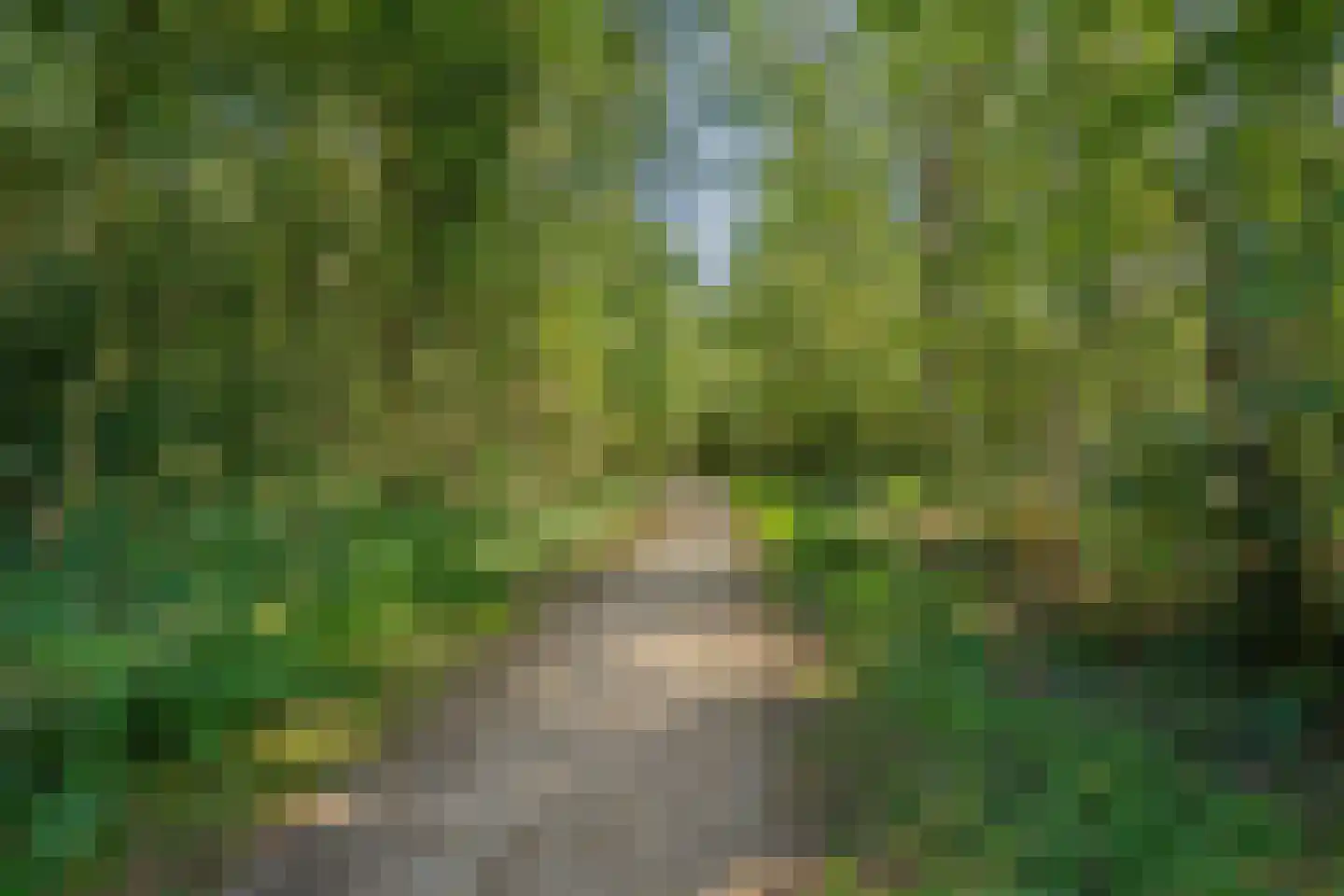 It Bjirkenbosk 5 Balk thumbnail 23