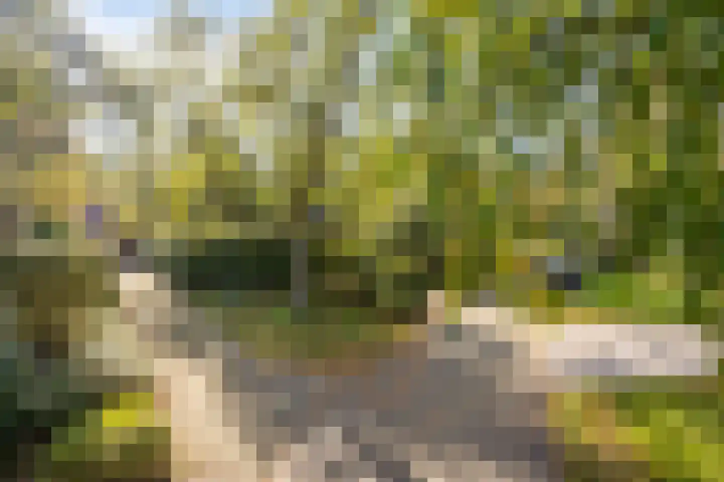 It Bjirkenbosk 5 Balk thumbnail 46