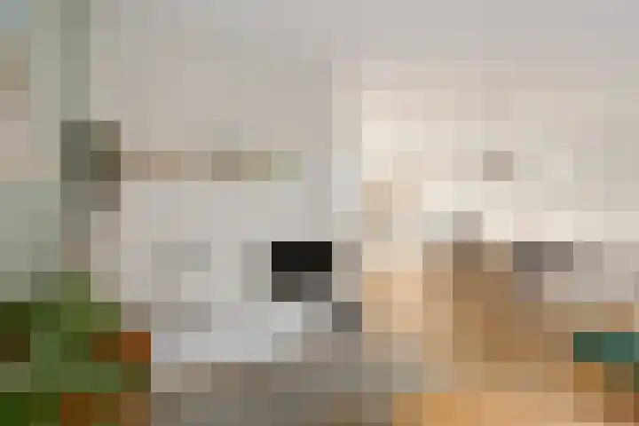 It Eilân 7 C Heeg thumbnail 21