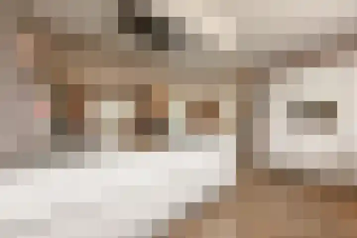 It Ferset 45 Makkum thumbnail 18