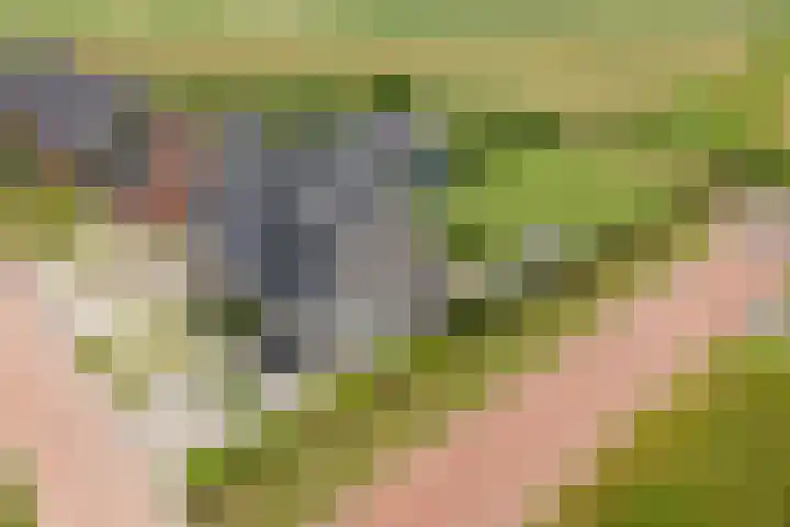 It Ferset 45 Makkum thumbnail 26