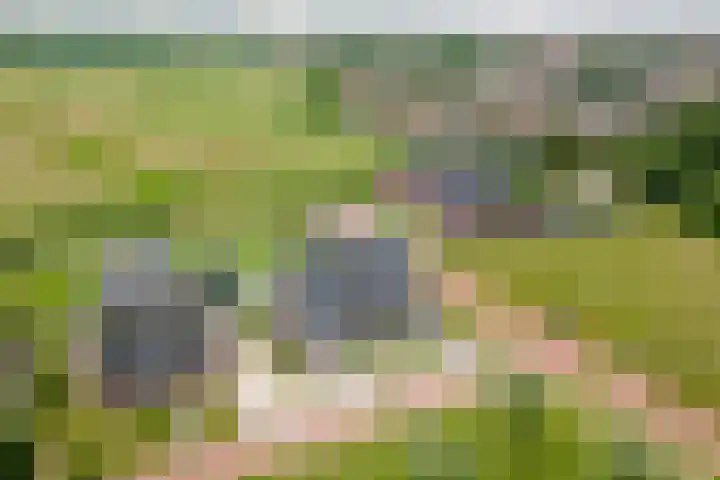 It Ferset 45 Makkum thumbnail 46