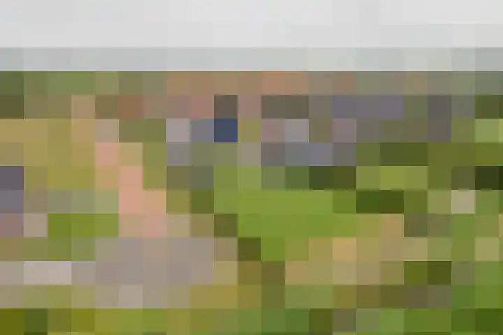 It Ferset 45 Makkum thumbnail 47