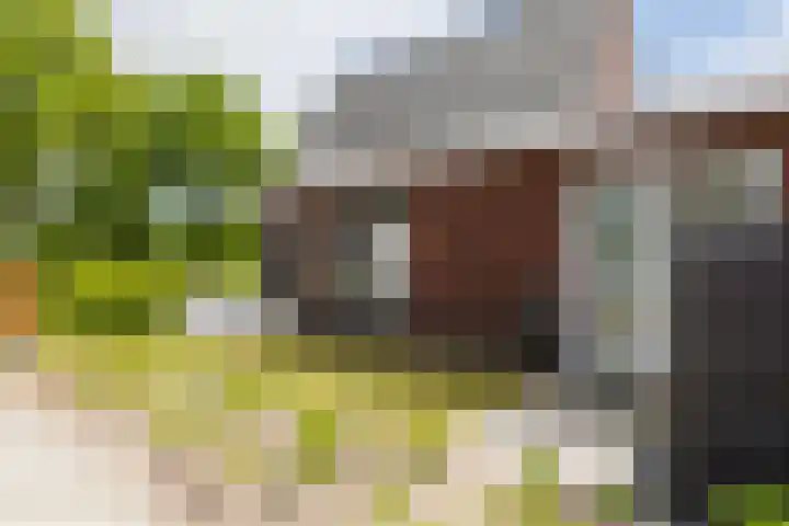 it Fjild 10 Nieuwehorne thumbnail 13