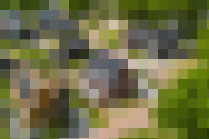 it Fjild 10 Nieuwehorne thumbnail 30