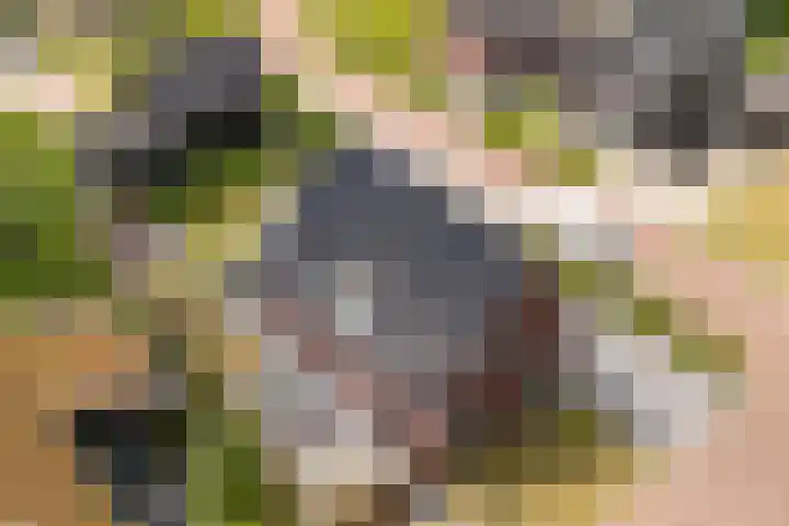it Fjild 10 Nieuwehorne thumbnail 31