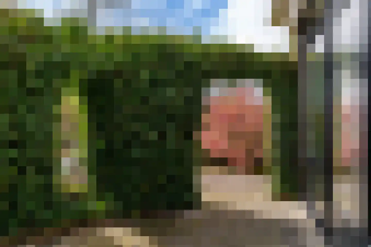 It Giele Fjild 11 Goutum thumbnail 20