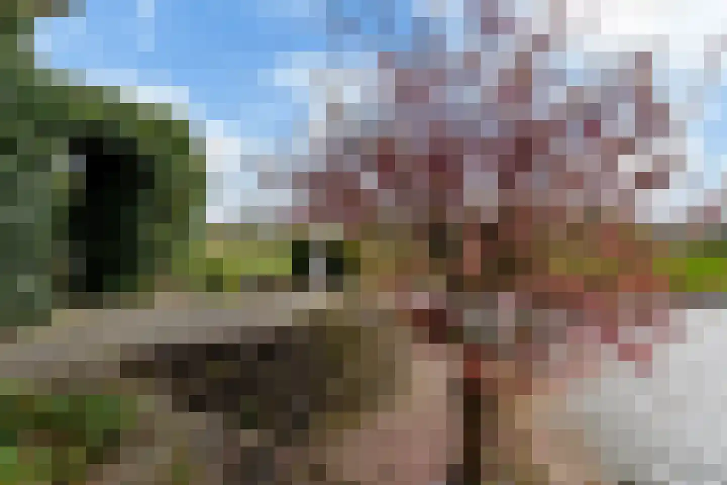 It Giele Fjild 11 Goutum thumbnail 23