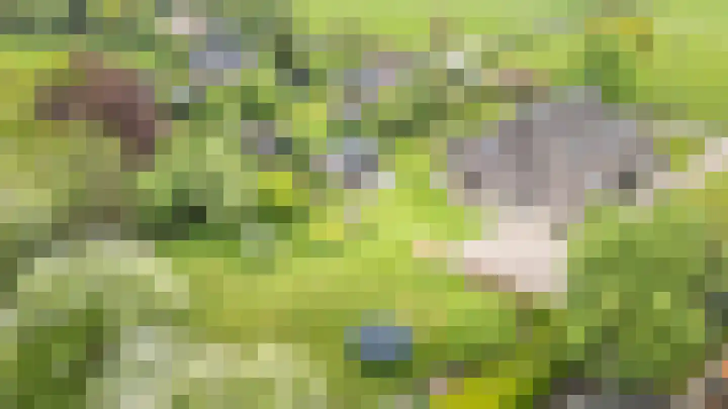 It Heechsân 9 Eastermar thumbnail 13