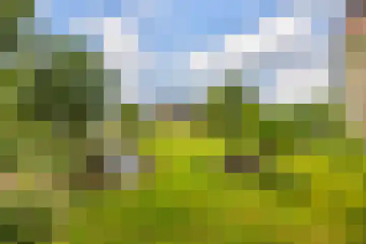 It Heideloantsje 20 Twijzelerheide thumbnail 39