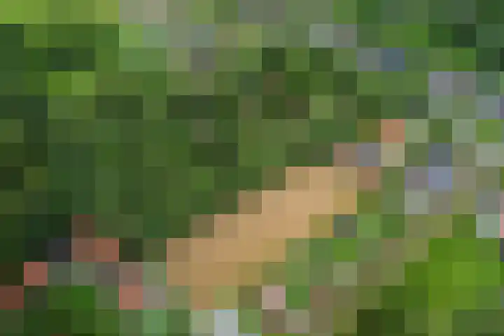 It Heideloantsje 20 Twijzelerheide thumbnail 47
