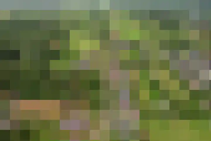 It Heideloantsje 20 Twijzelerheide thumbnail 49