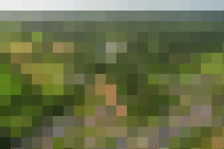 It Heideloantsje 20 Twijzelerheide thumbnail 50