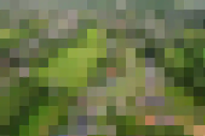 It Heideloantsje 20 Twijzelerheide thumbnail 51
