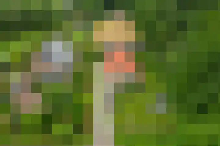 It Heideloantsje 20 Twijzelerheide thumbnail 52