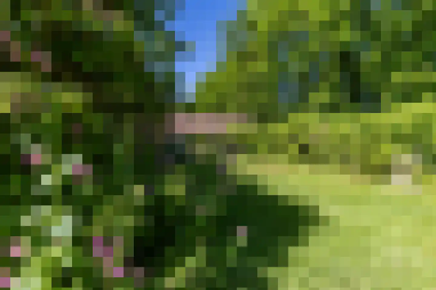 It Hoarnleger 9 Sumar thumbnail 46
